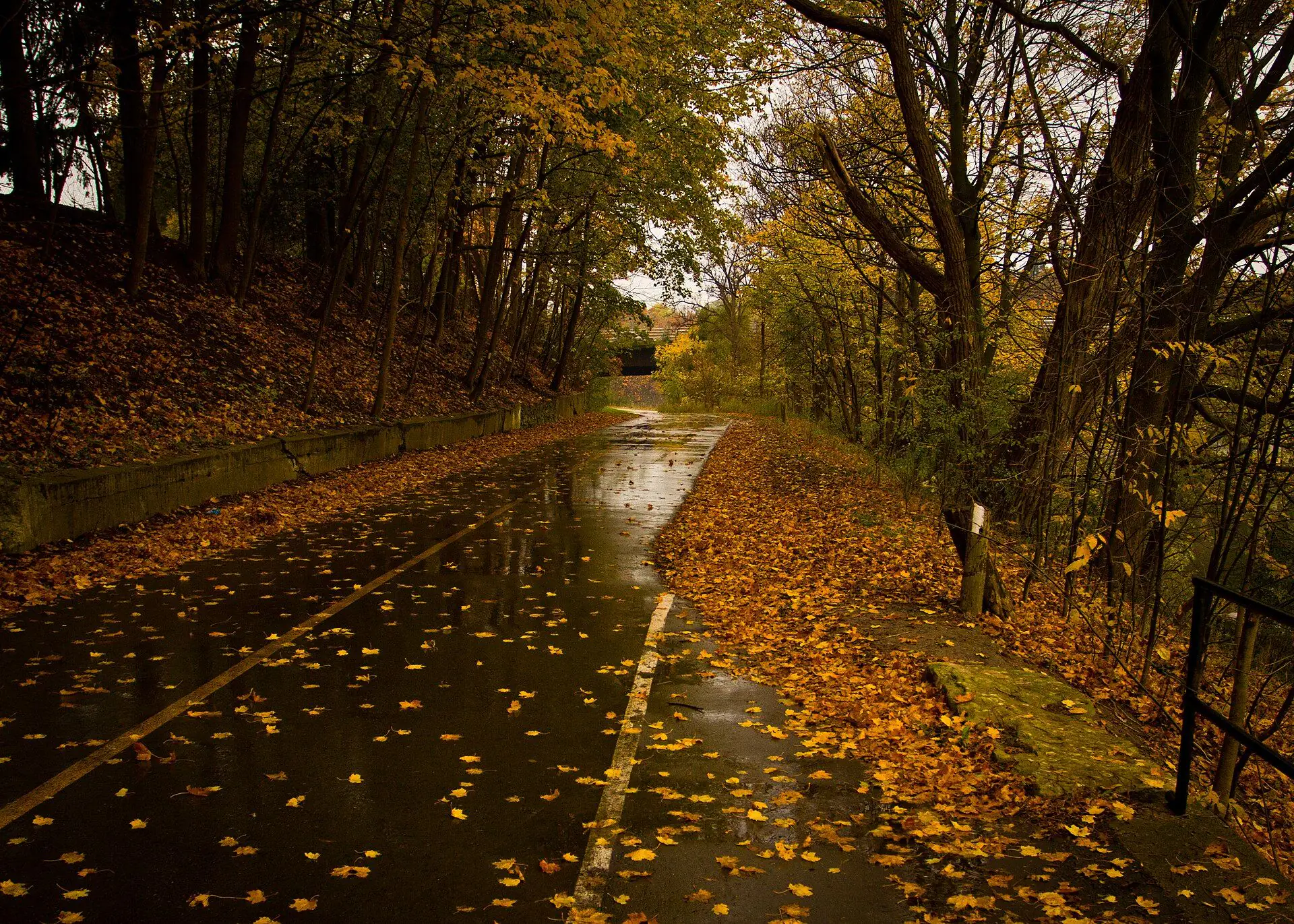 A paved pathway under golden autumn trees in south London