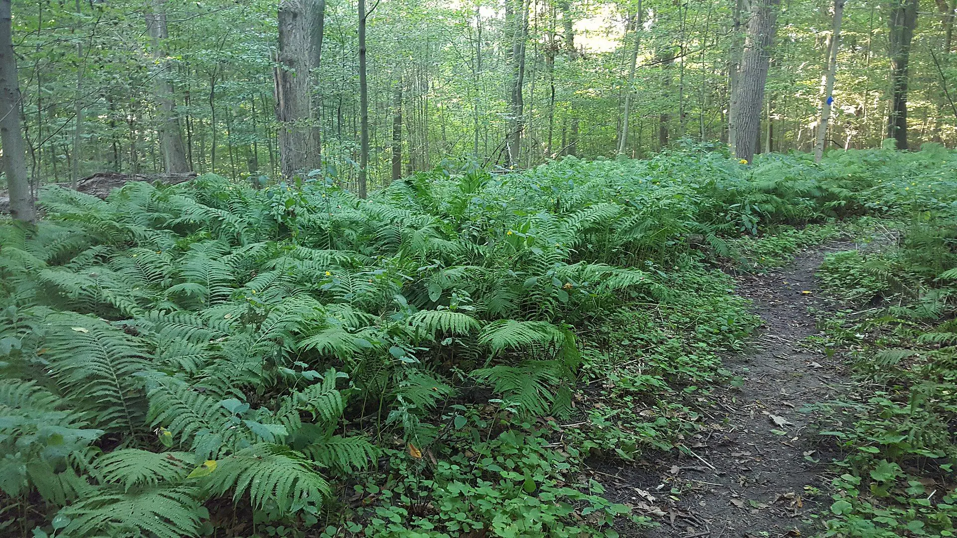 A fern-lined woodland trail in John E. Pearce Provincial Park near Dutton