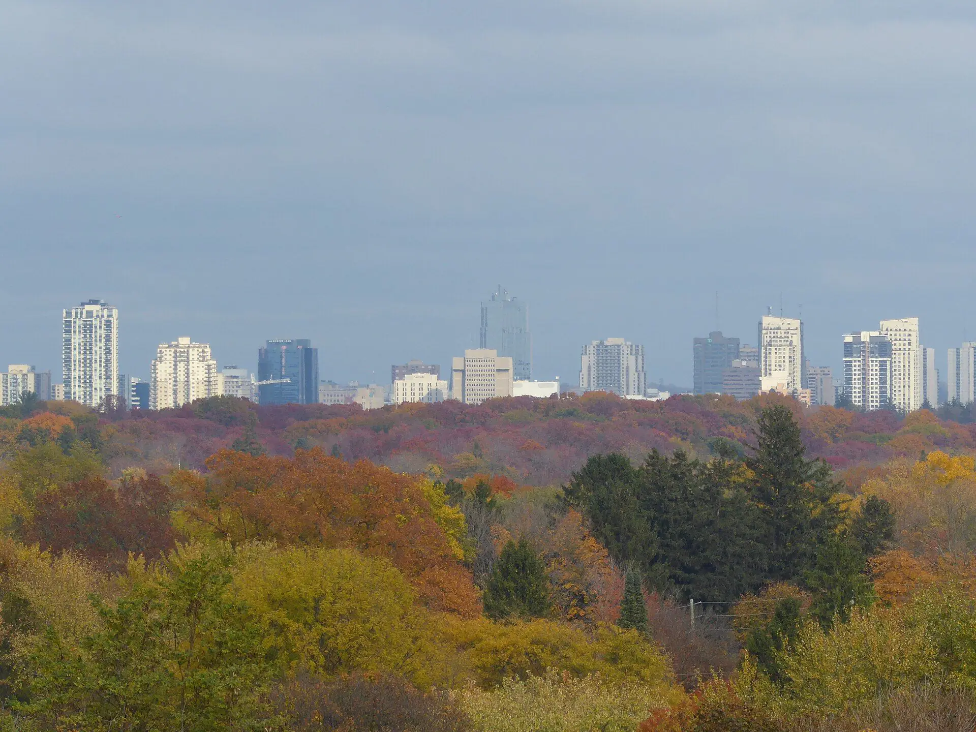 The London skyline above the tree canopy of the Thames valley, seen from the west