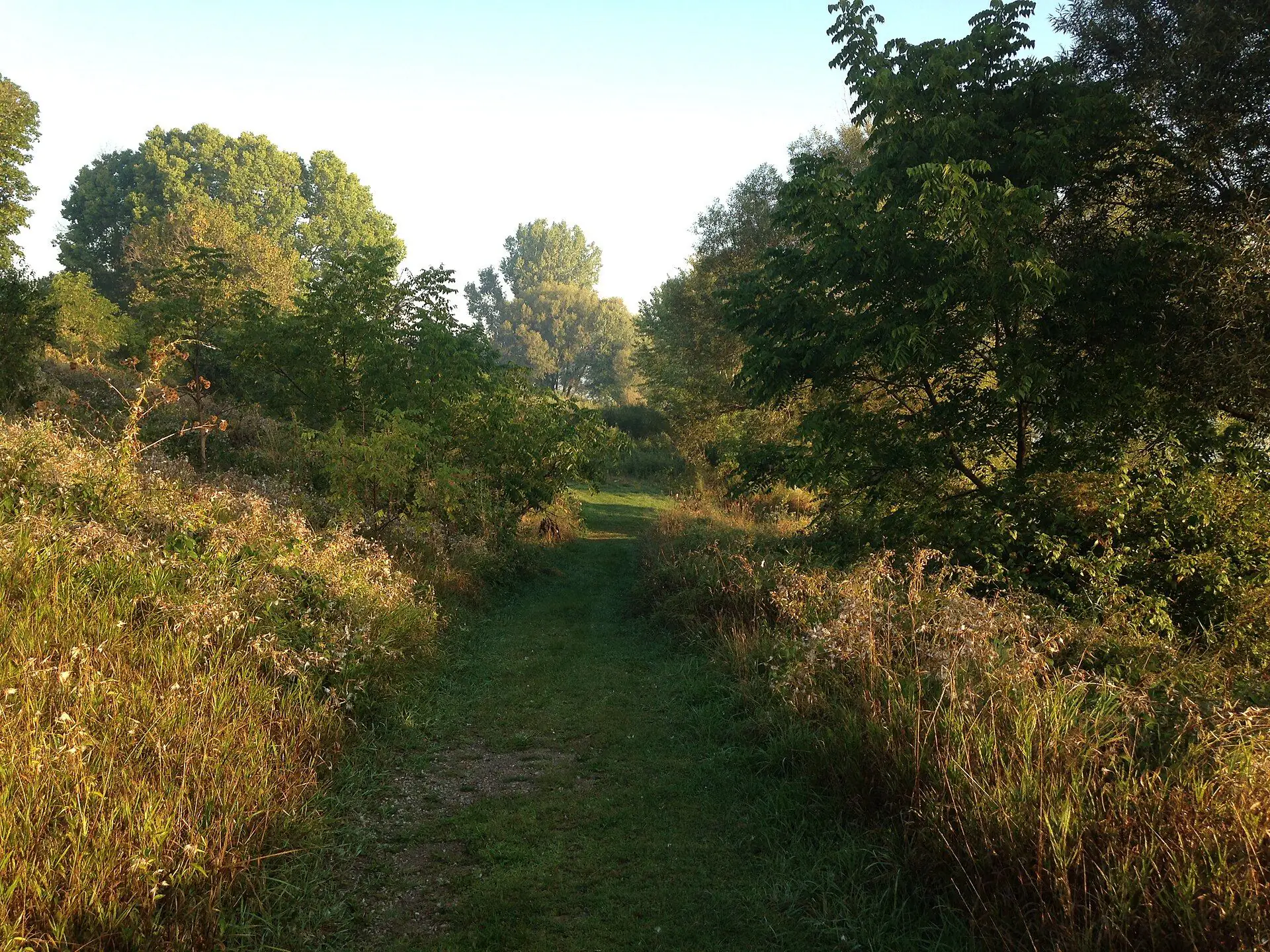 A grassy trail through autumn scrub in the Fanshawe Conservation Area, east of Stoney Creek