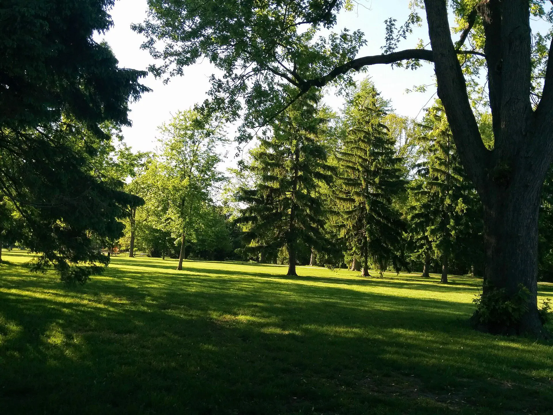 Spruce and maple shading the lawns of Springbank Park in west London