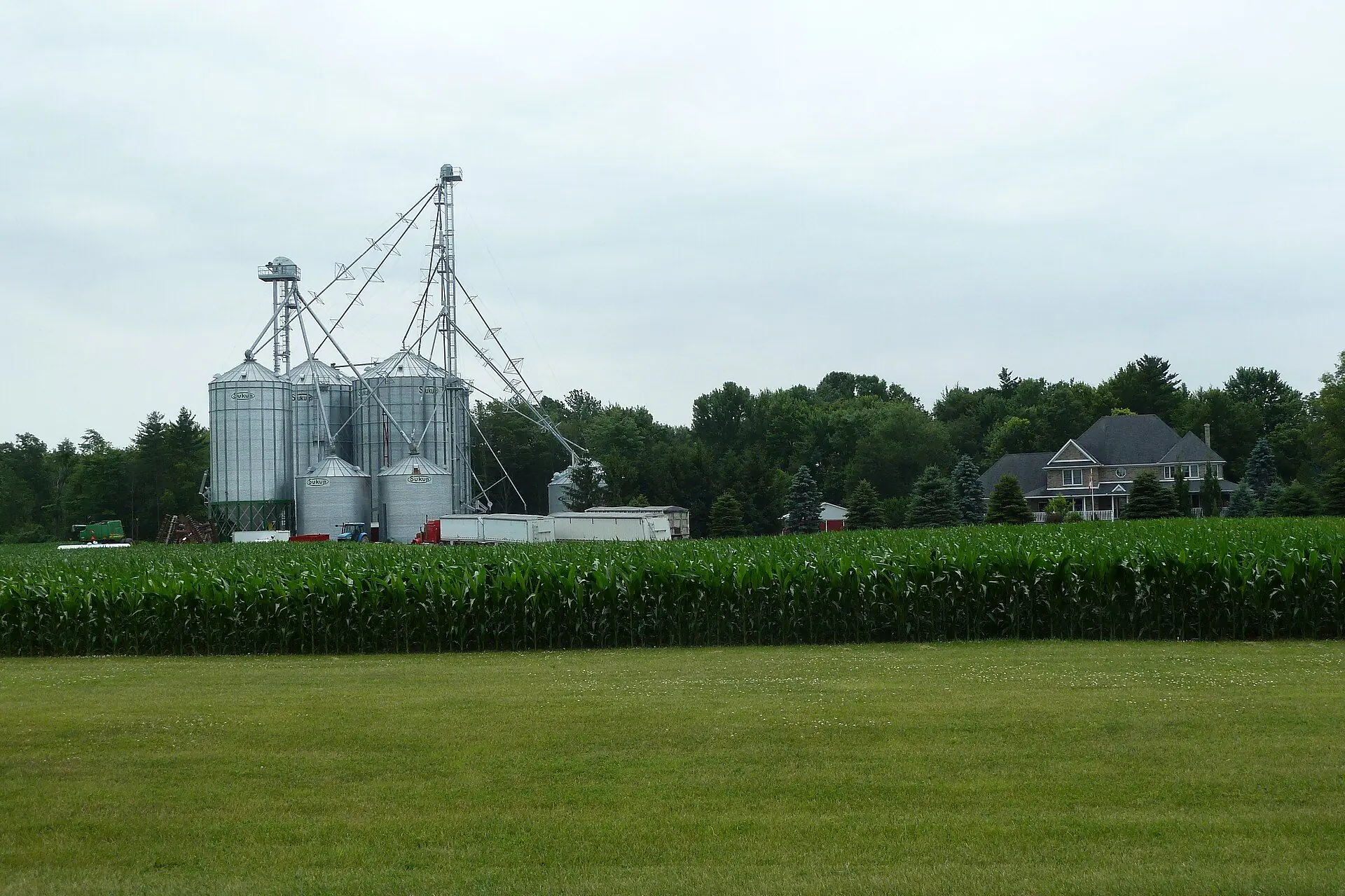 Grain bins and a farmhouse behind a field of green corn in rural Elgin County