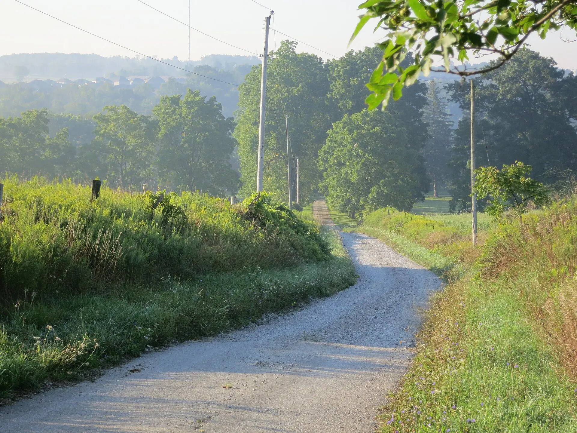 A gravel lane between summer fields in rural Middlesex Centre, the township around Ilderton
