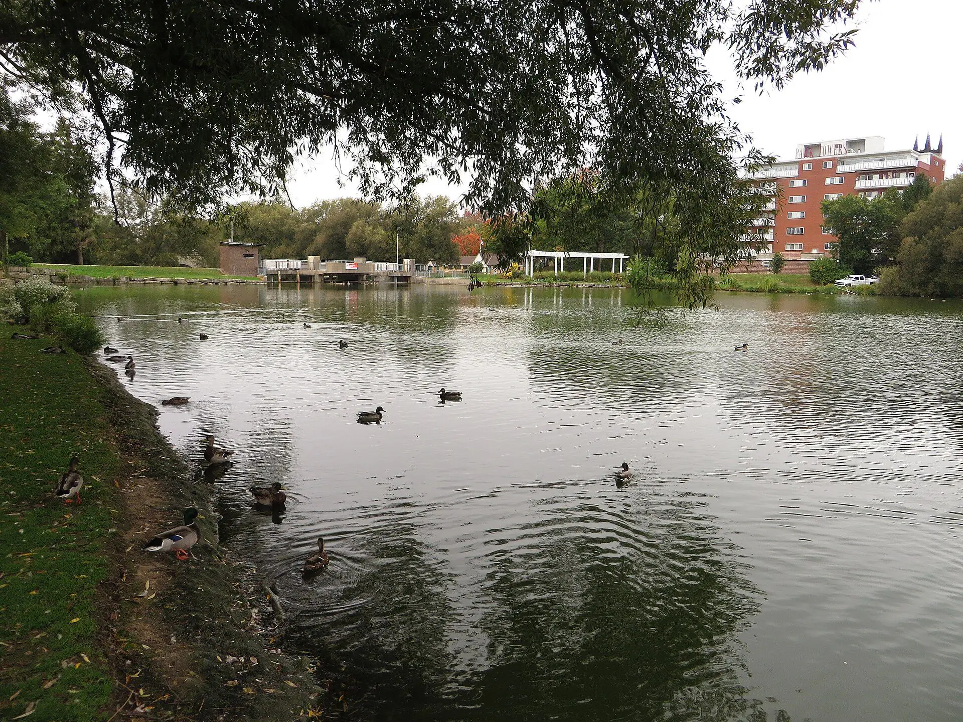 Mallards on the Avon River in Stratford, with a brick apartment building above the far bank