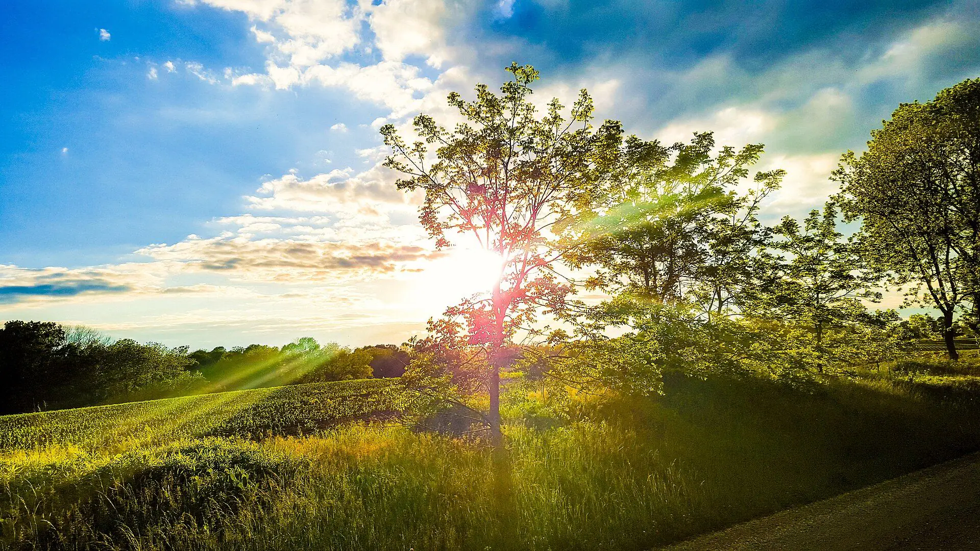 Evening sun through a roadside tree above a field of young corn near Tyrconnell, Elgin County
