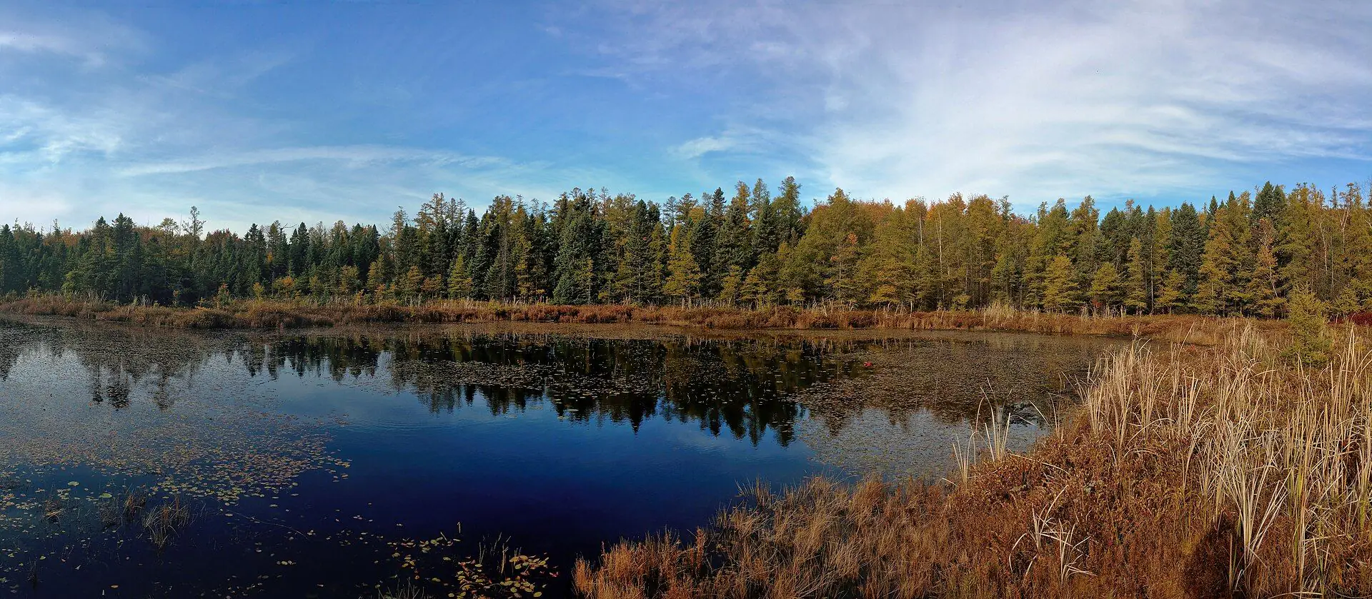 Redmond's Pond at Sifton Bog, ringed by tamaracks turning gold in autumn