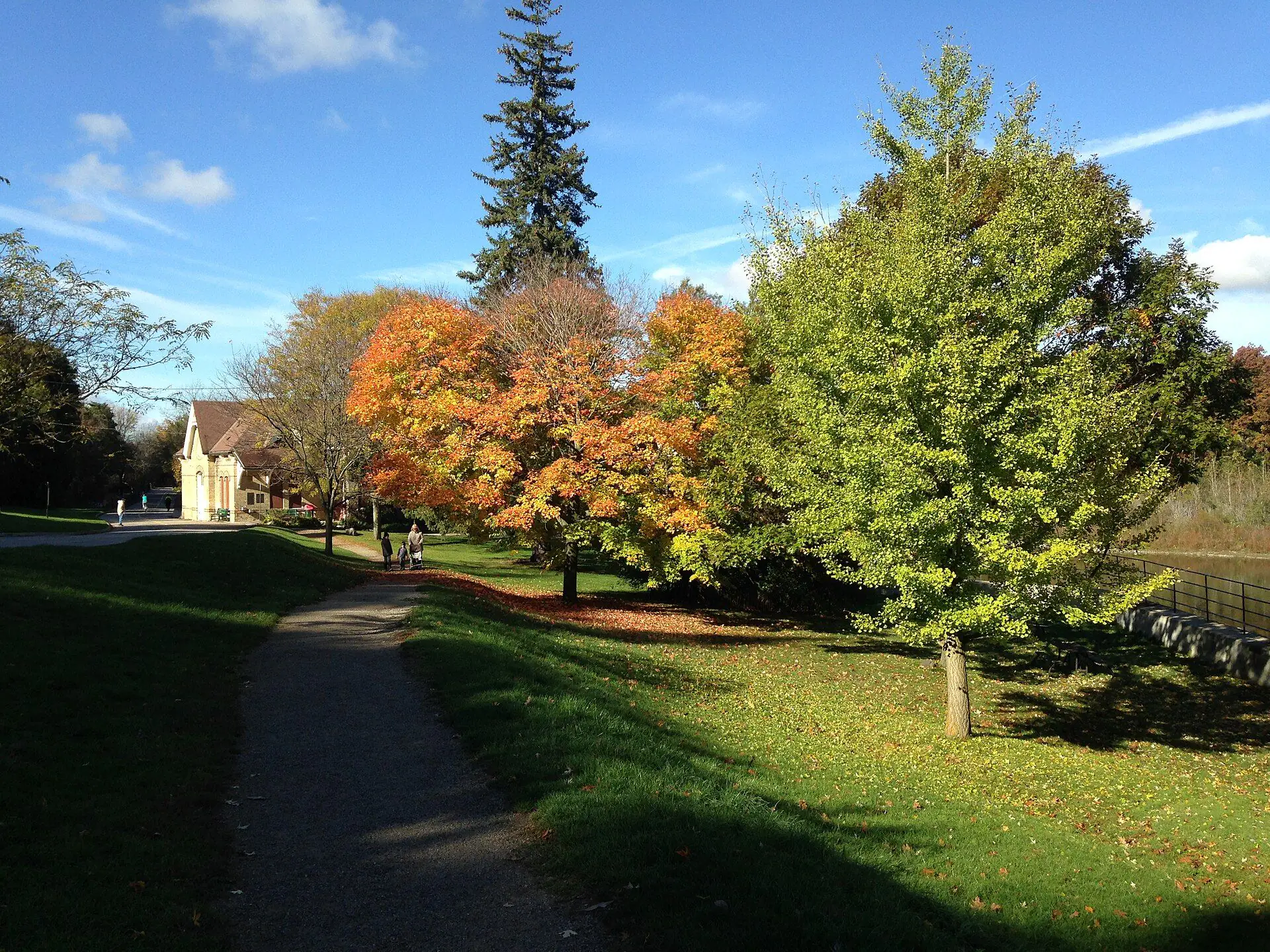 Maples turning orange along a path in Springbank Park in autumn