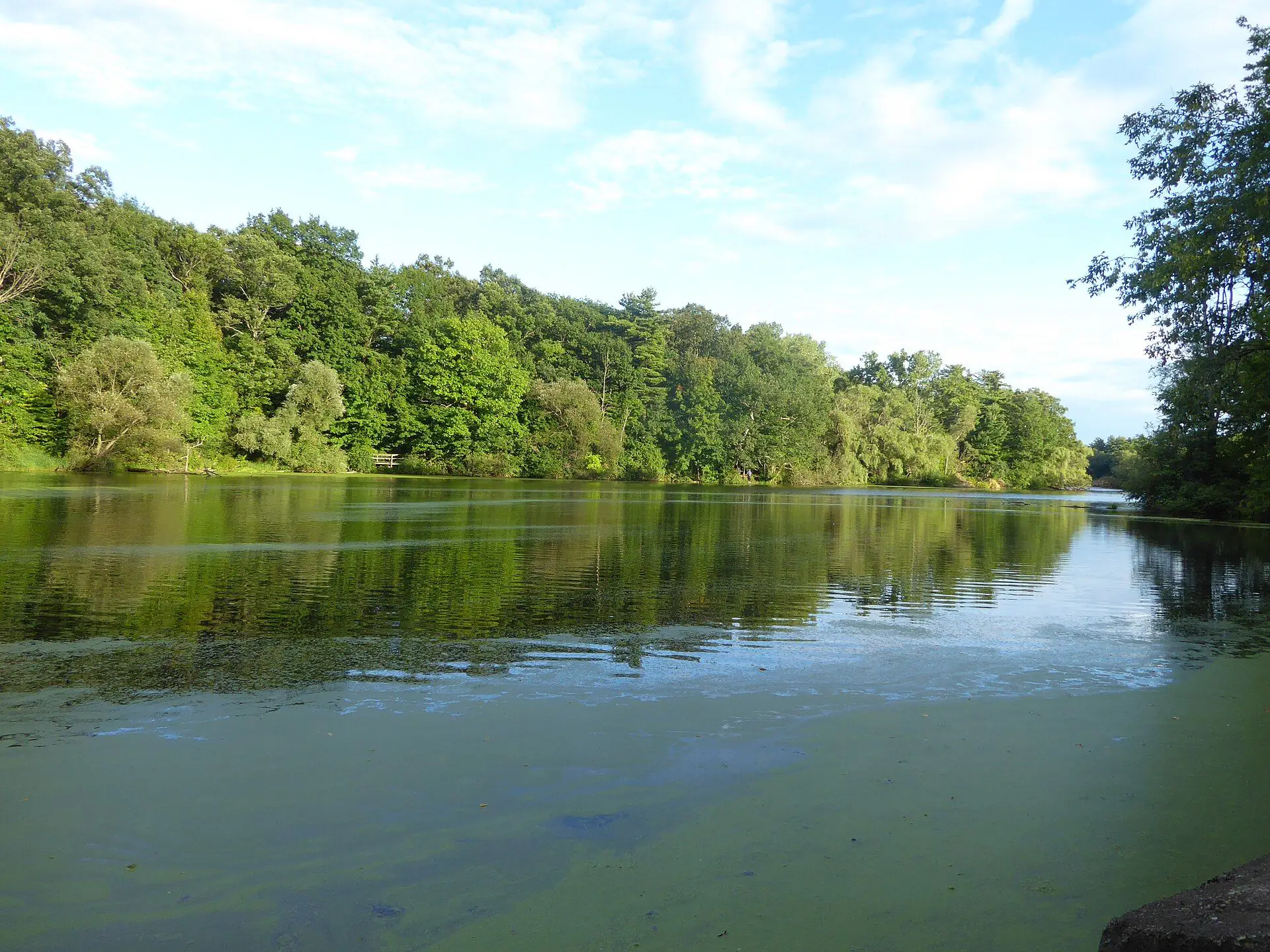 Wooded banks reflected in the Mill Pond in Dorchester on a summer evening