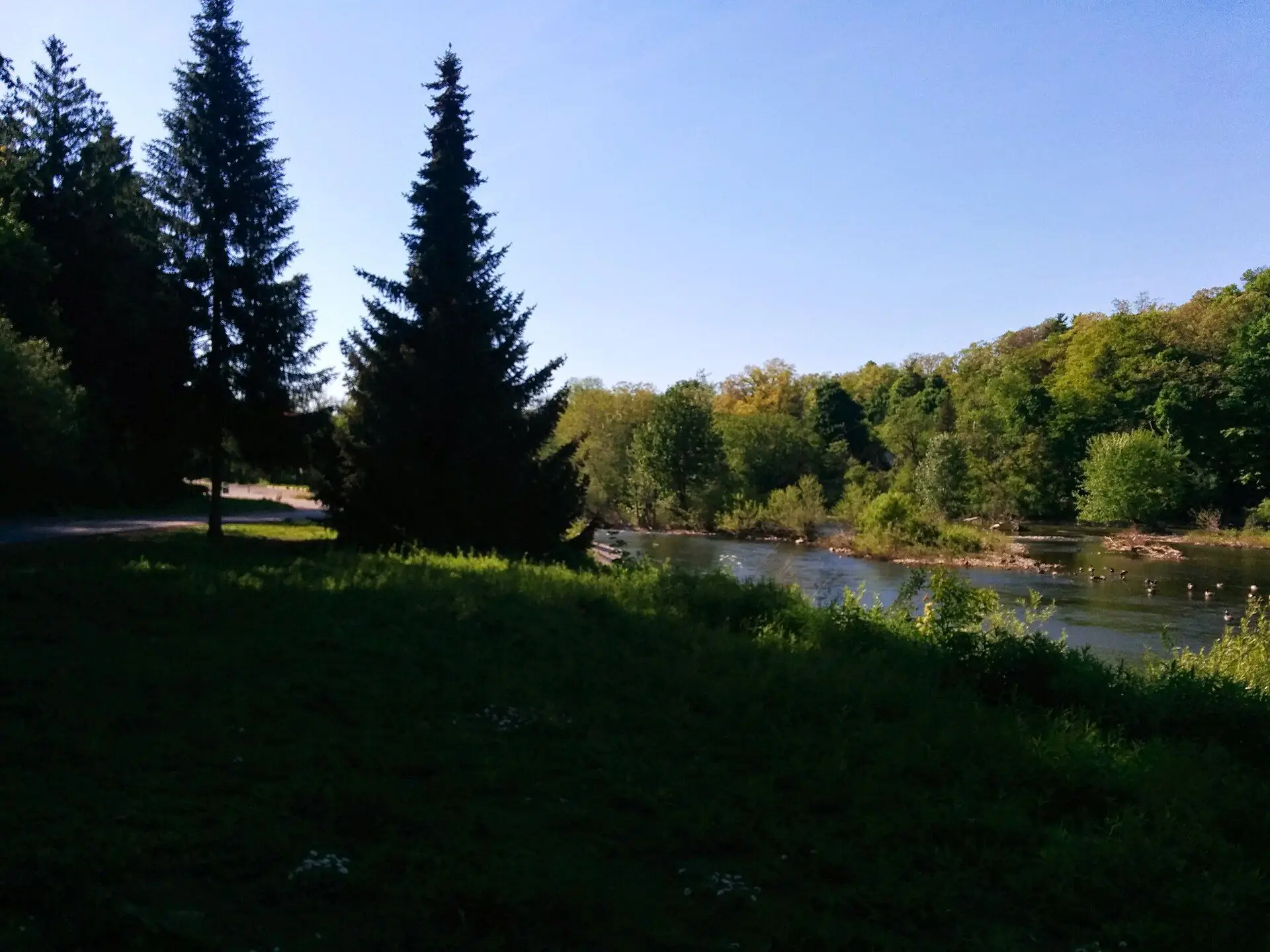 Evergreens above the Thames River in Byron, beside Riverbend